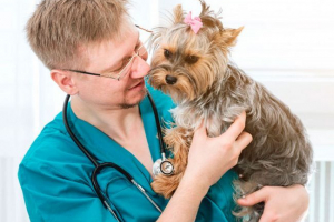 Йоркширський тер'єр Йоркширський тер'єр